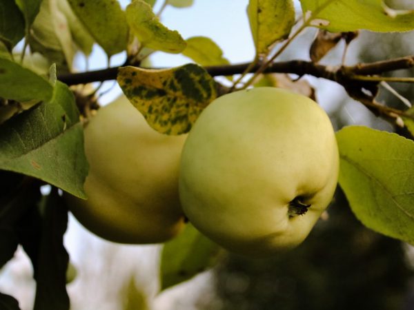 Växande Jungs äppelträd