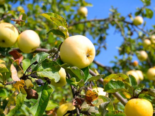 Weersomstandigheden hebben invloed op de groei van de appelboom