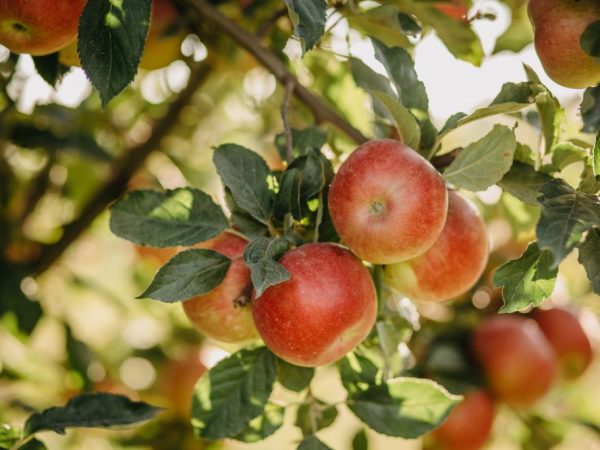 Växer ett äppelträd Bashkir skönhet