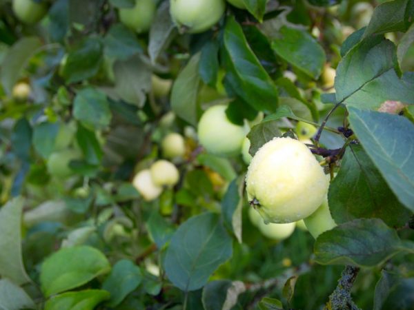Produktiviteten beror på äppelträdets ålder
