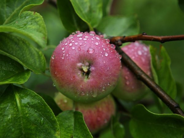 Een appelboom kweken Borovinka
