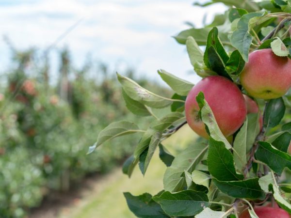 De variëteit aan appelbomen is gekozen vanwege het klimaat.