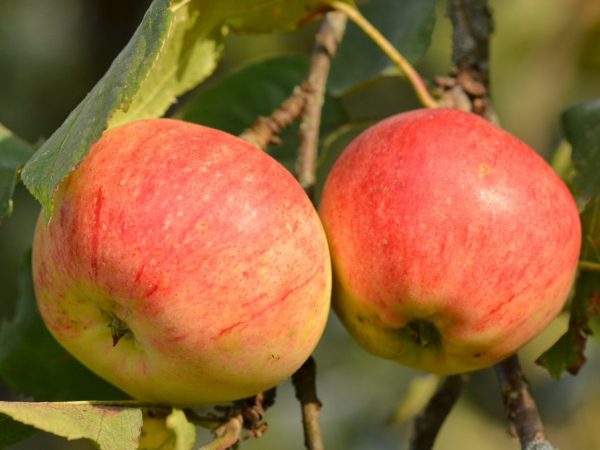 Att äta äpplen har en positiv effekt på tandhälsan