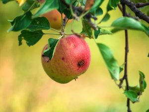 Orsaker till utseendet på maskiga äpplen