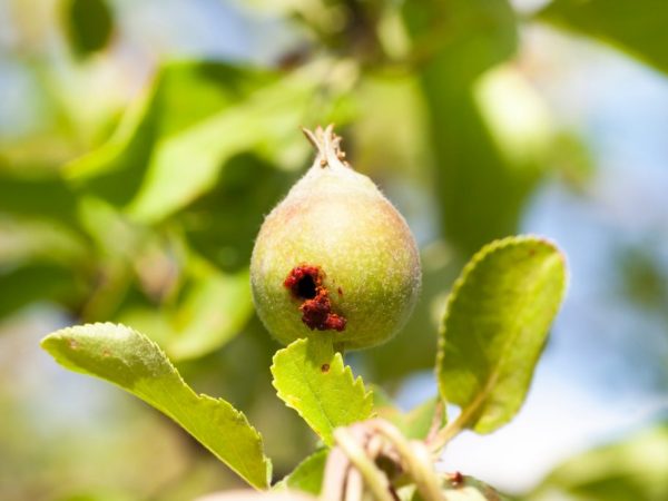 Äppelträd kan skyddas från mal
