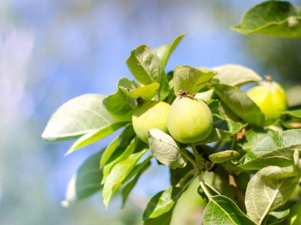 Odla ett äppelträd Underbart