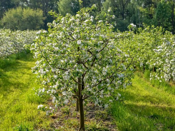 Äppelträdet växer bra i alla regioner