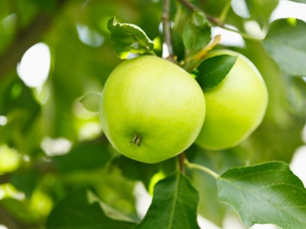 Äppelträd kommer att glädja dig med en tidig skörd