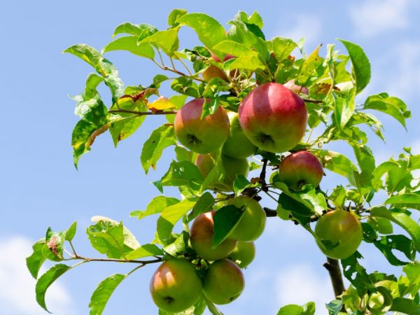 80 kg frukt kan skördas från ett träd