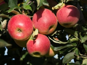 Populära sorter av äppelträd för Sibirien