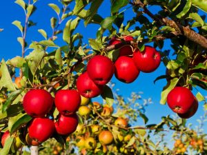 Odrůdová charakteristika jabloňového stromu Jonathan