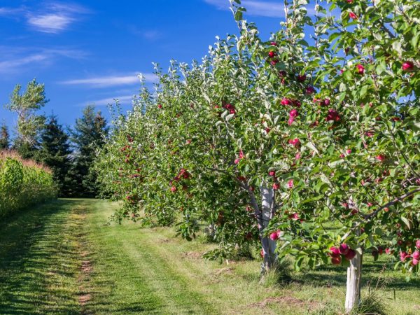 Förebyggande åtgärder hjälper till att hålla äppelträd friska