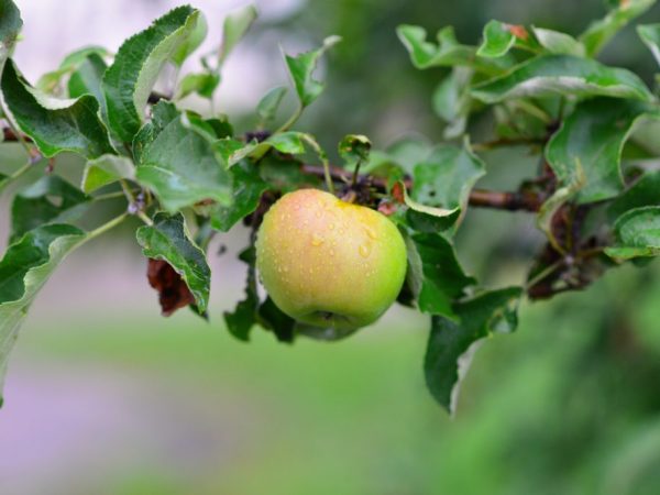 Äppelträdet vattnas tre gånger per säsong