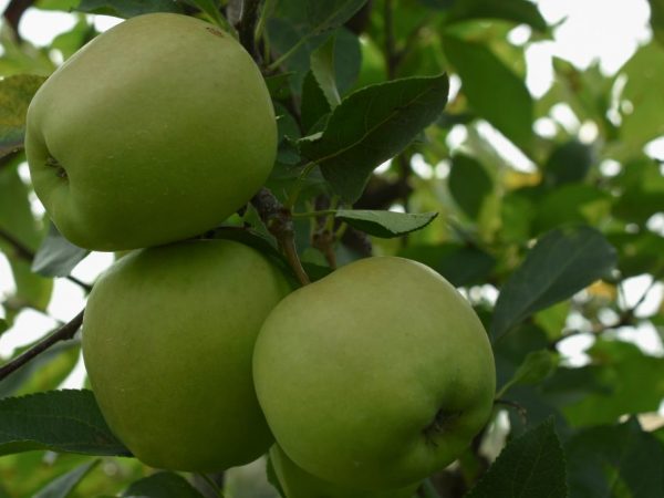 Características de las manzanas Golden