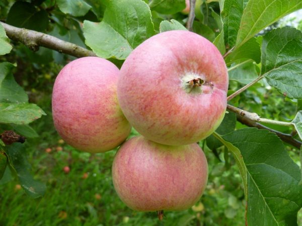 Jablečná odrůda Grushovka