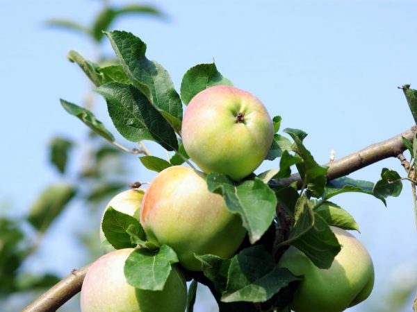 Ποικιλία μήλου Imrus