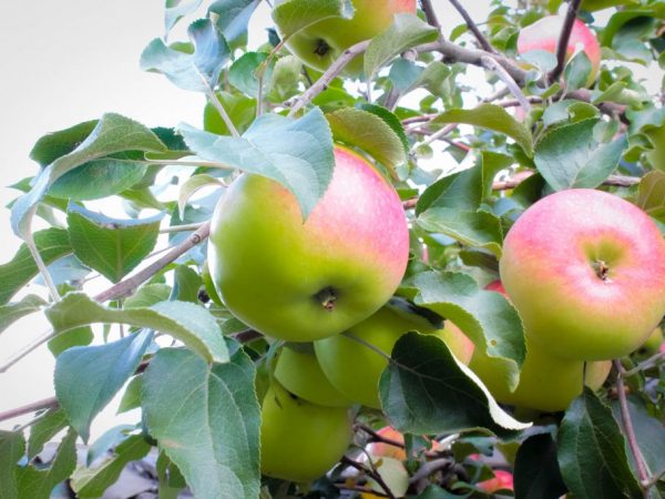 Τα μήλα περιέχουν πολλά θρεπτικά συστατικά