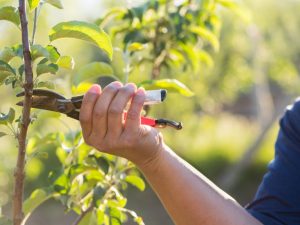 Regler för beskärning av äppelträd på våren