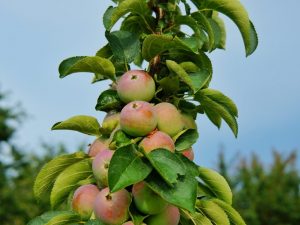 Kolonn äppelsorter för Ural