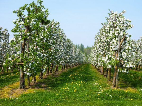Äppelträd behöver obligatorisk befruktning