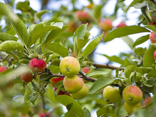 Odling av ett äppelträd Lesnaya
