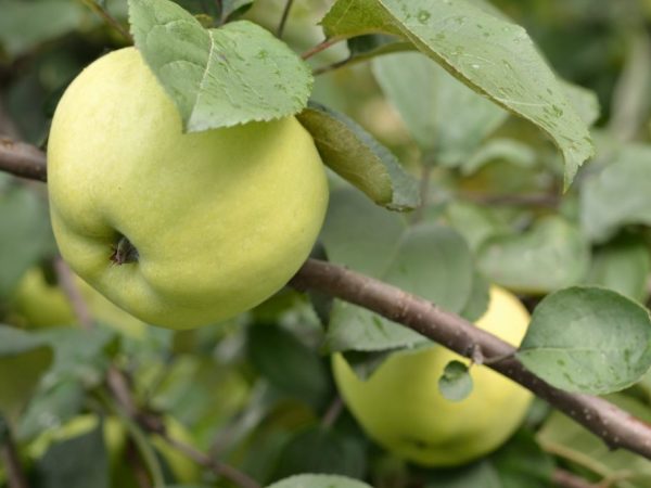 Pěstování jabloně People's
