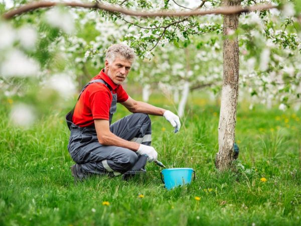 Preventieve maatregelen houden de appelboom gezond