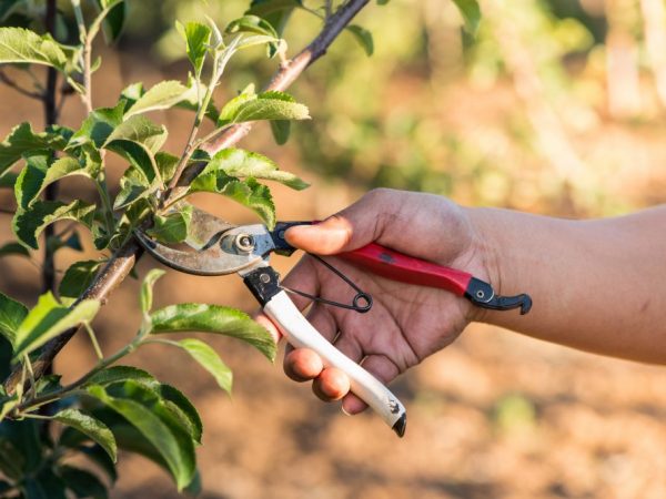 Regler för beskärning av kolumnerade äppelträd