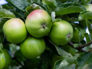 Fördelarna med gröna och röda äpplen