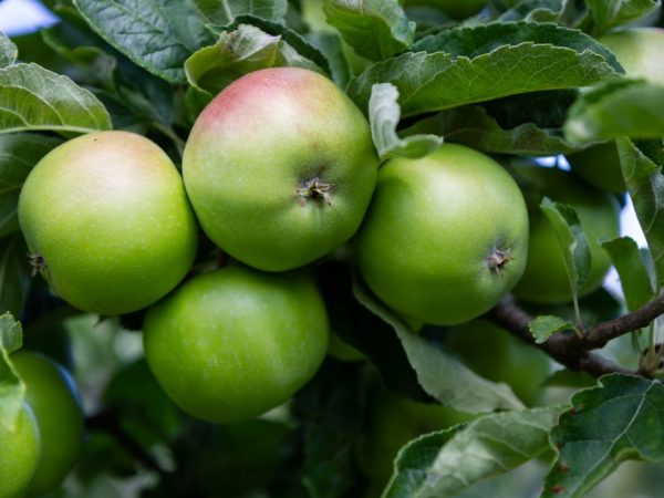 Výhody zelených a červených jablek