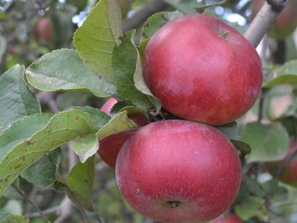 Rode appels kunnen ongezond zijn