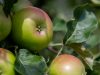 De voordelen van het eten van appels voor een vrouw