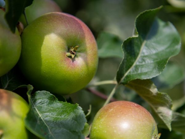 Fördelarna med att äta äpplen för en kvinna