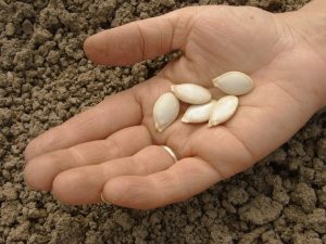 Technologie výsadby dýňových semen v otevřeném terénu
