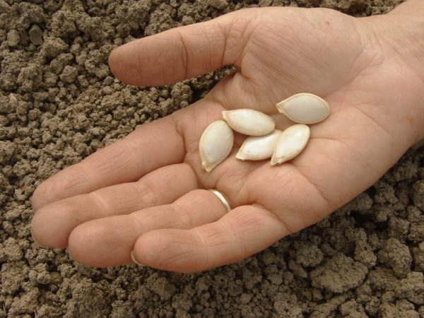 Technologie výsadby dýňových semen na otevřeném terénu