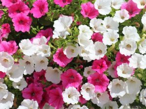 قواعد زرع زهور البتونيا للشتلات في عام 2019