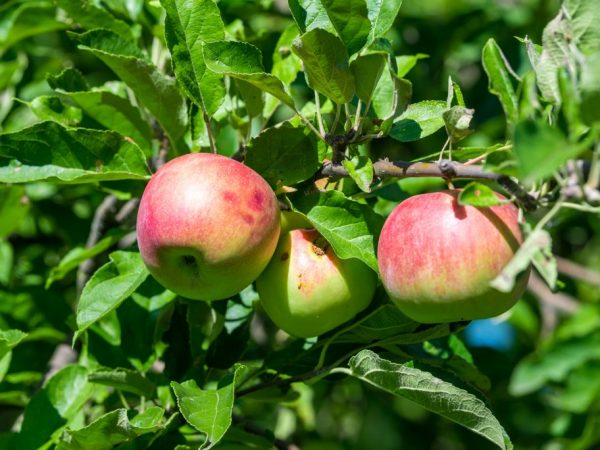 Äppelträdet kommer att glädja dig med stora frukter