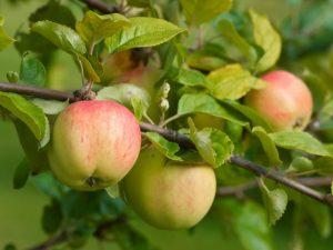 Populära typer av söta äppelsorter