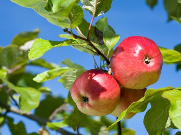 Höstvarianter av äpplen kännetecknas av möjligheten till långvarig lagring