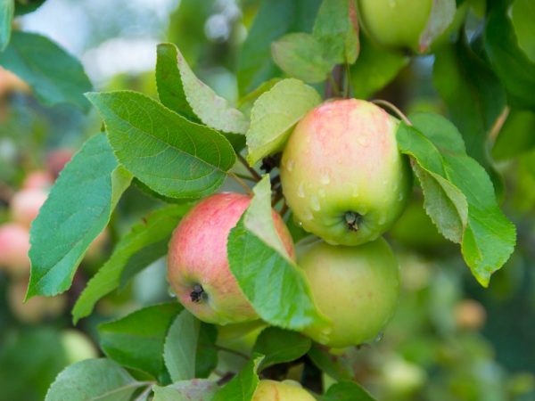 Funktioner av äppelträdssorten Mattan