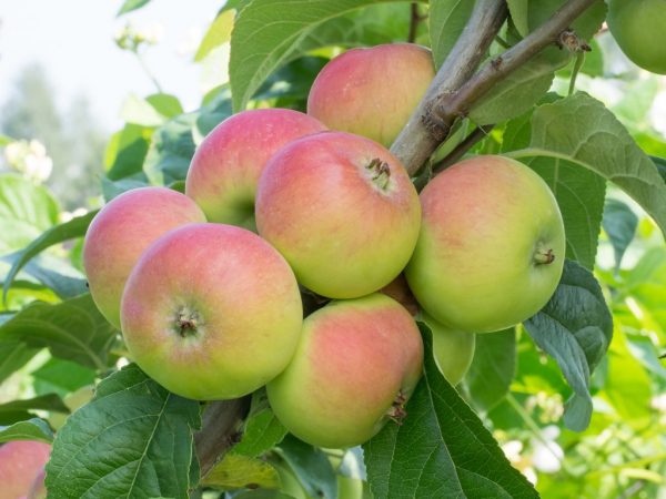 Frukt från äppelträd av kolumnerade sorter är mycket välsmakande