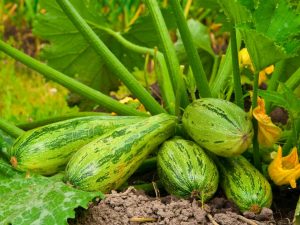 Granskning av de bästa sorterna av zucchini för öppna fält