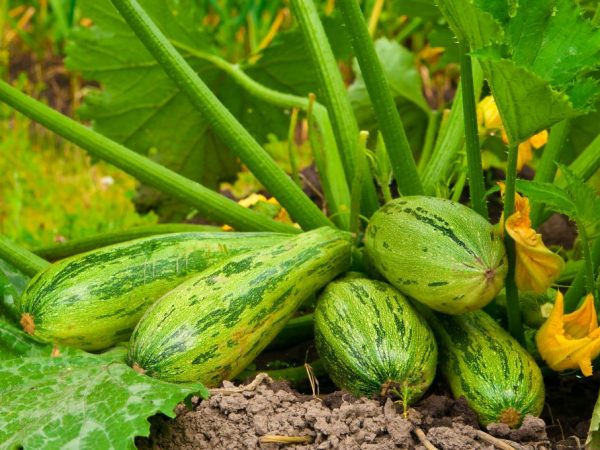 Granskning av de bästa sorterna av zucchini för öppen mark