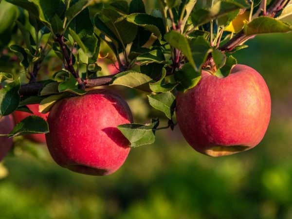 Sorterande egenskaper hos Venyaminovskoe äppelträd