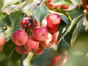 Odling av ett äppelträd Berry