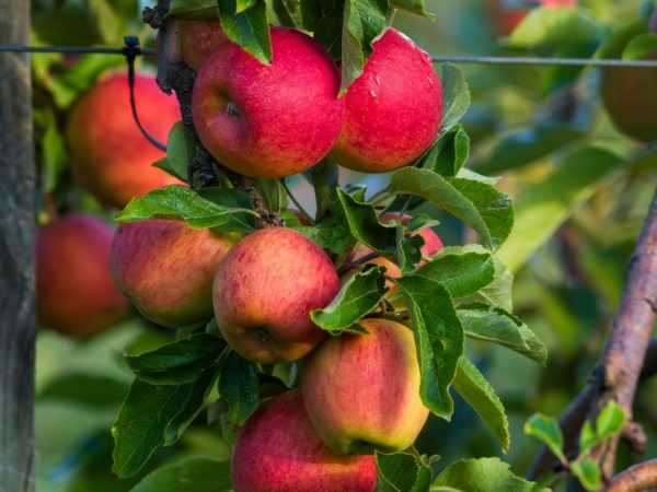 Sent äppelträd med vackra frukter