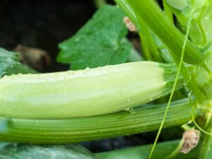 Storlekar och egenskaper hos zucchini