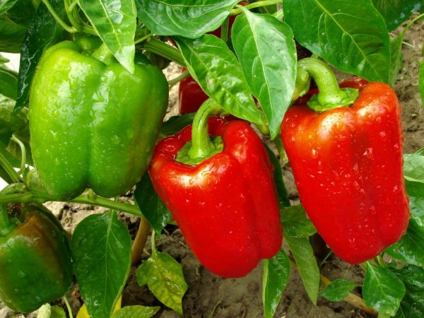 Zoete en smakelijke paprika's in bemeste grond