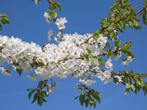 Äppelträdet blommar vitt