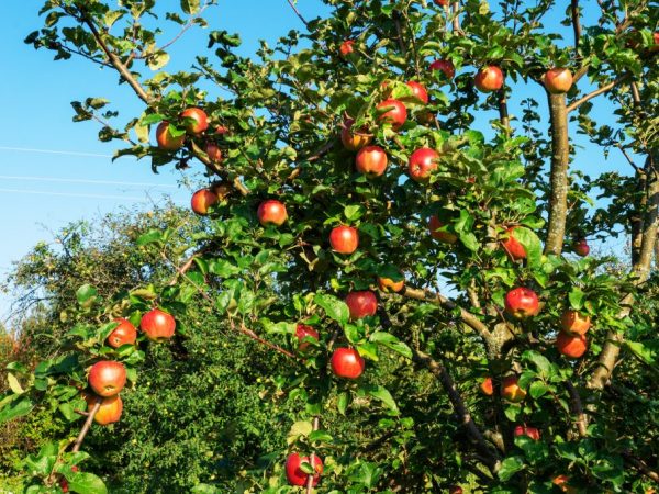 Äppelträd växer och bär frukt i många år